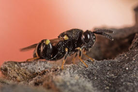 Brachymeria minuta / Ohne deutschen Namen / Chalcididae - Chalcidinae  berfamilie: Erzwespen - Chalcidoidea