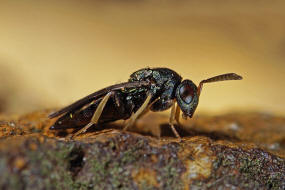 Cecidostiba semifascia / Pteromalidae - Pteromalinae / berfamilie: Erzwespen - Chalcidoidea