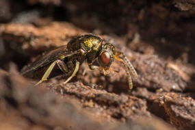 Cecidostiba semifascia / Pteromalidae - Pteromalinae / berfamilie: Erzwespen - Chalcidoidea