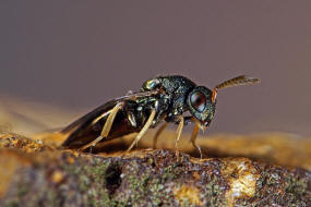 Cecidostiba semifascia / Pteromalidae - Pteromalinae / berfamilie: Erzwespen - Chalcidoidea