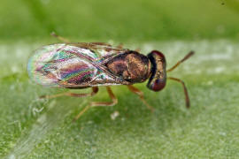 Chalcidoidea spec. / Unbestimmte Erzwespen / Erzwespen (Zehrwespen) - Chalcidoidae