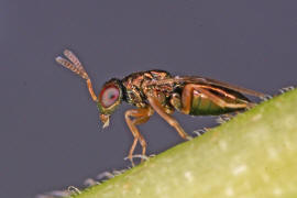 Chalcidoidea spec. / Unbestimmte Erzwespen / Erzwespen (Zehrwespen) - Chalcidoidae