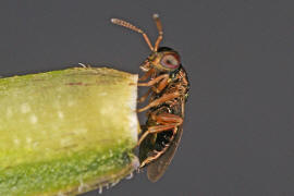 Chalcidoidea spec. / Unbestimmte Erzwespen / Erzwespen (Zehrwespen) - Chalcidoidae