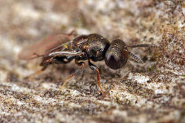 Vermutlich Conomorium patulum (Pteromalidae)