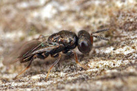 Vermutlich Conomorium patulum (Pteromalidae)