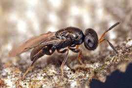 Vermutlich Conomorium patulum (Pteromalidae)