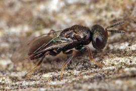 Vermutlich Conomorium patulum (Pteromalidae)