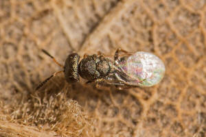 Cyclogastrella simplex (Walker, 1834) / Pteromalidae / berfamilie: Erzwespen - Chalcidoidea