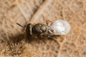 Cyclogastrella simplex (Walker, 1834) / Pteromalidae / berfamilie: Erzwespen - Chalcidoidea