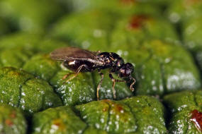 Dichatomus acerinus / Ohne deutschen Namen / Eulophidae (Erzwespen - Chalcidoidea)