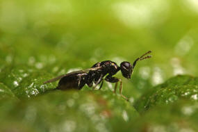 Dichatomus acerinus / Ohne deutschen Namen / Eulophidae (Erzwespen - Chalcidoidea)