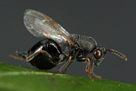 Eurytoma robusta Mayr, 1878 / Ohne deutschen Namen / Eurytomidae / berfamilie: Erzwespen - Chalcidoidea