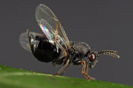 Eurytoma robusta Mayr, 1878 / Ohne deutschen Namen / Eurytomidae / berfamilie: Erzwespen - Chalcidoidea