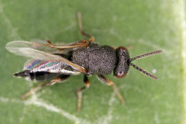 Eurytoma robusta Mayr, 1878 / Ohne deutschen Namen / Eurytomidae / berfamilie: Erzwespen - Chalcidoidea