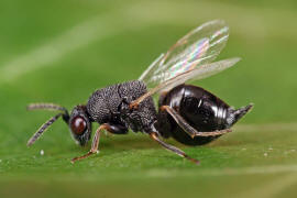 Eurytoma robusta Mayr, 1878 / Ohne deutschen Namen / Eurytomidae / berfamilie: Erzwespen - Chalcidoidea