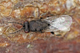 Eurytoma robusta Mayr, 1878 / Ohne deutschen Namen / Eurytomidae / berfamilie: Erzwespen - Chalcidoidea