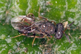 Chalcidoidea spec. / Unbestimmte Erzwespen / Erzwespen (Zehrwespen) - Chalcidoidae