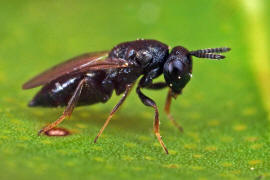 Chalcidoidea spec. / Unbestimmte Erzwespen / Erzwespen (Zehrwespen) - Chalcidoidae