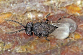 Eurytoma robusta Mayr, 1878 / Ohne deutschen Namen / Eurytomidae / berfamilie: Erzwespen - Chalcidoidea