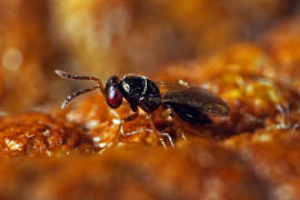 Chalcidoidea spec. / Unbestimmte Erzwespen / Erzwespen (Zehrwespen) - Chalcidoidae