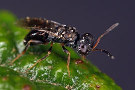 Chalcidoidea spec. / Unbestimmte Erzwespen / Erzwespen (Zehrwespen) - Chalcidoidae