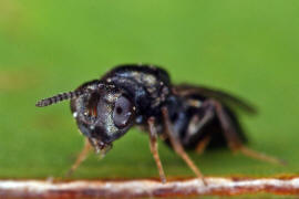 Chalcidoidea spec. / Unbestimmte Erzwespen / Erzwespen (Zehrwespen) - Chalcidoidae