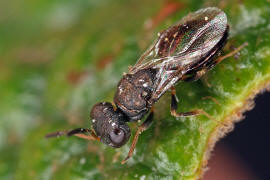 Chalcidoidea spec. / Unbestimmte Erzwespen / Erzwespen (Zehrwespen) - Chalcidoidae