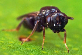 Chalcidoidea spec. / Unbestimmte Erzwespen / Erzwespen (Zehrwespen) - Chalcidoidae