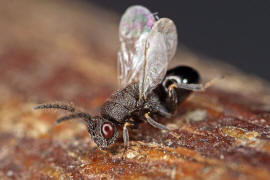 Eurytoma robusta Mayr, 1878 / Ohne deutschen Namen / Eurytomidae / berfamilie: Erzwespen - Chalcidoidea