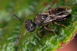 Chalcidoidea spec. / Unbestimmte Erzwespen / Erzwespen (Zehrwespen) - Chalcidoidae