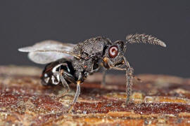 Eurytoma robusta Mayr, 1878 / Ohne deutschen Namen / Eurytomidae / berfamilie: Erzwespen - Chalcidoidea