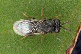 Chalcidoidea spec. / Unbestimmte Erzwespen / Erzwespen (Zehrwespen) - Chalcidoidae