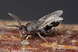 Eurytoma robusta Mayr, 1878 / Ohne deutschen Namen / Eurytomidae / berfamilie: Erzwespen - Chalcidoidea