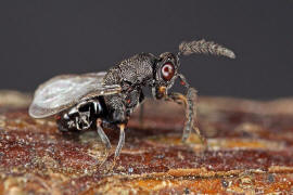 Eurytoma robusta Mayr, 1878 / Ohne deutschen Namen / Eurytomidae / berfamilie: Erzwespen - Chalcidoidea