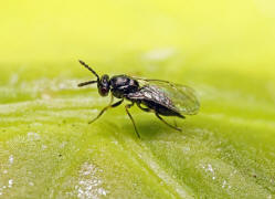 Eulophidae