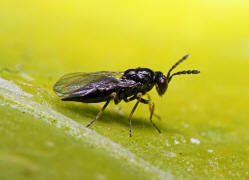 Eulophidae