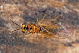 Eulophidae - Tetrastichinae