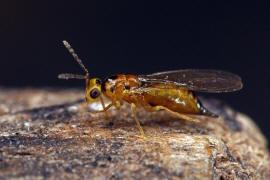 Eulophidae - Tetrastichinae