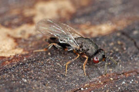 Eurytoma striolata (Ratzeburg, 1848) / Eurytomidae / berfamilie: Erzwespen - Chalcidoidea