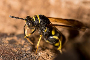 Leucospis dorsigera Fabricius, 1775 / Falten-Erzwespen - Leucospidae (Erzwespen - Chalcidoidea)