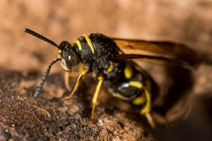 Leucospis dorsigera Fabricius, 1775 / Falten-Erzwespen - Leucospidae (Erzwespen - Chalcidoidea)