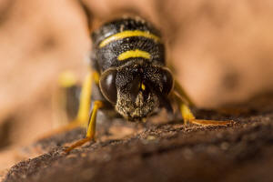 Leucospis dorsigera Fabricius, 1775 / Falten-Erzwespen - Leucospidae (Erzwespen - Chalcidoidea)