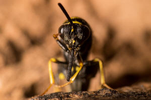 Leucospis dorsigera Fabricius, 1775 / Falten-Erzwespen - Leucospidae (Erzwespen - Chalcidoidea)