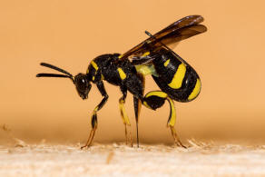 Leucospis dorsigera Fabricius, 1775 / Falten-Erzwespen - Leucospidae (Erzwespen - Chalcidoidea)