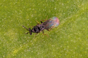 Melittobia acasta / Ohne deutschen Namen / Eulophidae - Tetrastichinae (Erzwespen - Chalcidoidea)