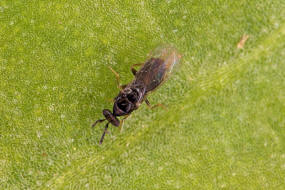 Melittobia acasta / Ohne deutschen Namen / Eulophidae - Tetrastichinae (Erzwespen - Chalcidoidea)