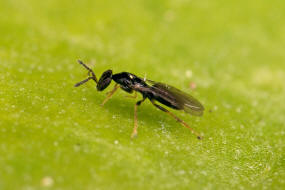 Melittobia acasta / Ohne deutschen Namen / Eulophidae - Tetrastichinae (Erzwespen - Chalcidoidea)