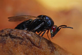 Ormyrus nitidulus / Mnnchen / Ormyridae / berfamilie: Erzwespen - Chalcidoidea