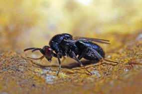 Ormyrus nitidulus / Mnnchen / Ormyridae / berfamilie: Erzwespen - Chalcidoidea