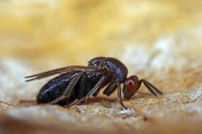 Ormyrus nitidulus / Mnnchen / Ormyridae / berfamilie: Erzwespen - Chalcidoidea